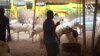 Inflation et Tabaski: à Dakar, des moutons hors de portée