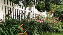 Quiz - How to Slowly Make a ‘Natives Only’ Garden