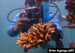 Coral reef restoration ranger Yatin Patel measures a human-made reef structure in the Indian Ocean near Shimoni, Kenya on June 13, 2022. (AP Photo/Brian Inganga)
