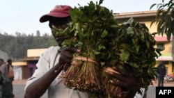 Depuis plus de deux ans, aucun chargement de khat ne rejoint l'aéroport Wilson, d'où partaient quotidiennement vers la Somalie des dizaines de tonnes de cette plante.