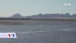 Stvaranje malih močvara za ptice selice