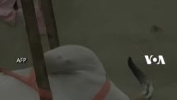 Sapi Diangkat Dari Atas Gedung Jelang Idul Adha