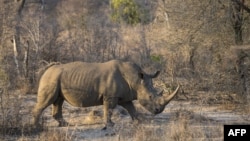 Le parc Kruger comptait l'an dernier 3.259 rhinos blancs et 268 noirs, plus rares, soit moitié moins qu'en 2013.