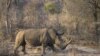 Un rhinocéros blanc est vu au parc national Kruger le 20 août 2018.