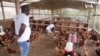 Les aviculteurs du Gabon tentent de faire face à la grippe aviaire