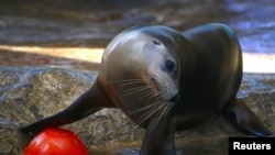 Seekor singa laut Australia mendorong makanan beku berisi ikan ke dalam air pada acara Natal tahunan di Kebun Binatang Taronga, Sydney, Australia, 21 Desember 2016. (REUTERS/David Gray)