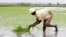 FILE - A farmer sets rice seedlings into paddy fields at the Mwea Irrigation Scheme in Kirinyaga district, about 100 km (62 miles) southeast of Kenya's capital Nairobi.
