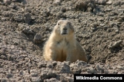 A prairie dog at Badlands National Park