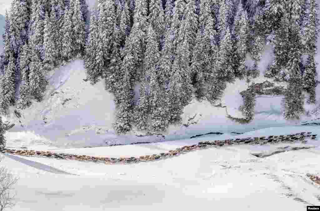 Kazakh herdsmen drive their sheep and goats through snow-covered fields next to a forest at Guozigou valley in Yili, Xinjiang Uighur Autonomous Region, China.