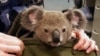 Seekor koala melongokkan kepalanya dari tas yang dibawa oleh seorang polisi Queensland di Brisbane, Australia, 6 November 2016. (Foto: dok). 