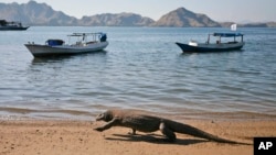 FILE - A Komodo dragon walks on a beach on Komodo island, Indonesia, Thursday, April 30, 2009. (AP Photo/Dita Alangkara)