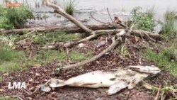 En Ouganda, la mort mystérieuse de nombreux poissons intrigue