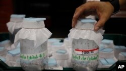 Edgard Boquín, a project leader working with Doctors Without Borders, holds a glass jar filled with mosquitoes before their release in neighborhoods rife with dengue, in a facility in Tegucigalpa, Honduras, Aug. 22, 2023.