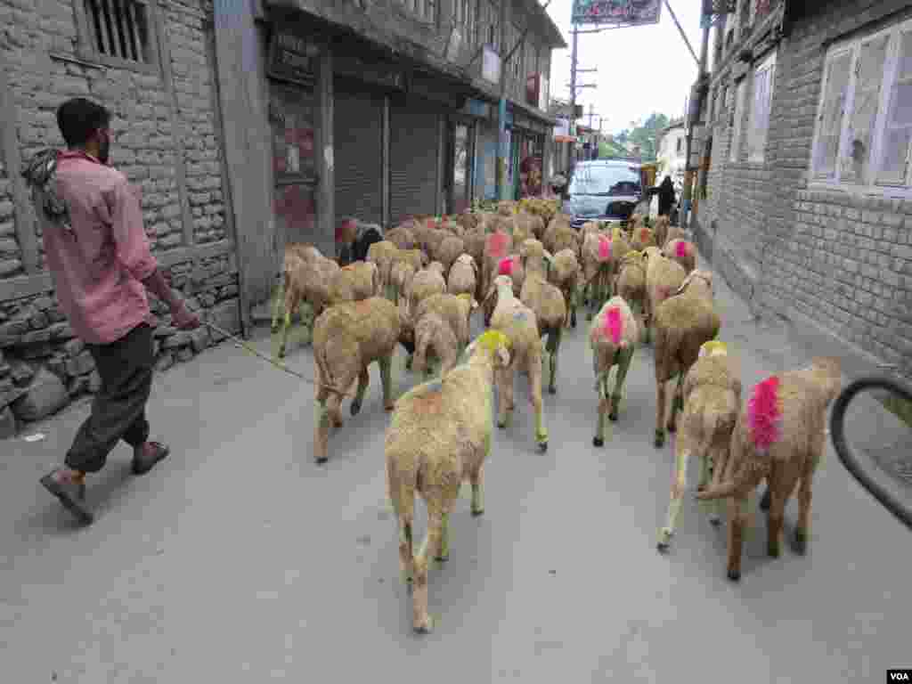 Man herding sheep through Srinagar streets. (Aru Pande/VOA)