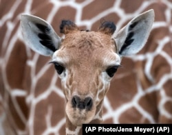 A giraffe baby stands in front of her mother 'Dhakija' at the zoo in Erfurt, Germany, Monday, April 27, 2015.(AP Photo/Jens Meyer)