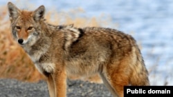 The word coyote was borrowed from the Nahuatl word coyotl. The coyote is a wild, dog-like animal that is common to North America.