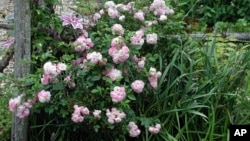 This undated photo shows a Polyantha rose in New Paltz, N.Y. The usual ills, such as blackspot or Japanese beetles, do little damage to Polyantha. The leaves of this rose remain almost as perky green in fall as they were in early summer. (AP Photo/Le