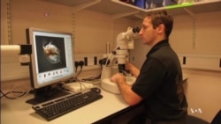 Tiny Crustaceans Prepare for Big Mission in Space