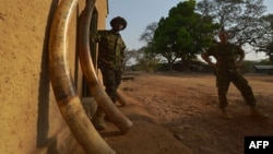 FILE - A scout (L) stands among elephant tusks confiscated from poachers, at Garamba National Park in northeastern Democratic Republic of Congo, Feb. 4, 2016.