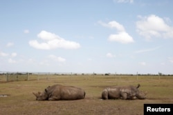 Najin (L) and her daughter Patu, the last two northern white rhino females, lie in their enclosure at the Ol Pejeta Conservancy in Laikipia National Park, Kenya March 7, 2018.
