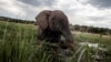 Le Botswana s'interroge sur le rétablissement de la chasse aux éléphants