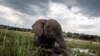 Des centaines d'éléphants tués par une bactérie, au Botswana