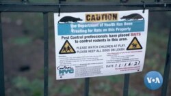 New York Rodents Thrive in Time of COVID