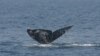 Whale Watching Boat Sinks Off Canada, At Least 5 Dead