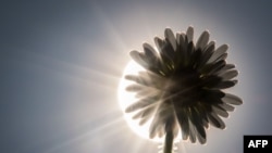 Sun shines through the petals of a daisy in Frankfurt, Germany, March 2015. (AP PHOTO/FRANK RUMPENHORST)