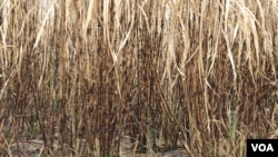 រូបឯកសារ៖ ដើមអំពៅដែលត្រូវបោះបង់ចោលក្នុងក្រុមហ៊ុន Rui Feng ក្នុងស្រុកឆែប ខេត្តព្រះវិហារ ថ្ងៃទី១ ខែកុម្ភៈ ឆ្នាំ២០២០។ (ស៊ុន ណារិន/VOA)