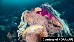 This photo provided by the NOAA Thunder Bay National Marine Sanctuary shows a burbot fish resting on rocks covered in purple and white microbial mats inside the Middle Island Sinkhole in Lake Huron, Mich. (Phil Hartmeyer/NOAA Thunder Bay National Marine Sanctuary via AP)