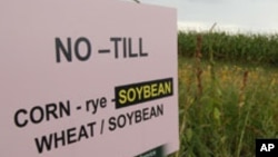 种植了转基因作物的农田（资料照片）