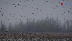 بھارتی کشمیر میں نایاب پرندوں کے ڈیرے