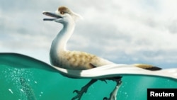 An artist's life reconstruction of the dinosaur Natovenator polydontus, which resembled diving birds and lived about 72 million years ago in what is now the Gobi Desert of Mongolia. (Yusik Choi/Handout via REUTERS)