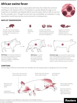 African swine fever