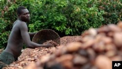 Masu Sarrafa Alewar Cakulan