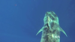 Hawaii Scientists Study Threatened Shark Species