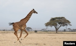 A giraffe runs in Amboseli National park, Kenya August 26, 2016. (REUTERS/Goran Tomasevic)