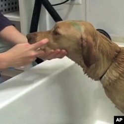 Shannon Parker's dog gets a blueberry facial at "Bark and Bubbles” in Fairfax, Virginia.