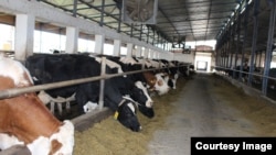 „Farma Spreča” je jedna od firmi u vlasništvu Nedima Čauševića. Farmi je od 2010. do 2016. godine odobreno više od devet miliona KM poticaja po raznim osnovama. (Foto: CIN)