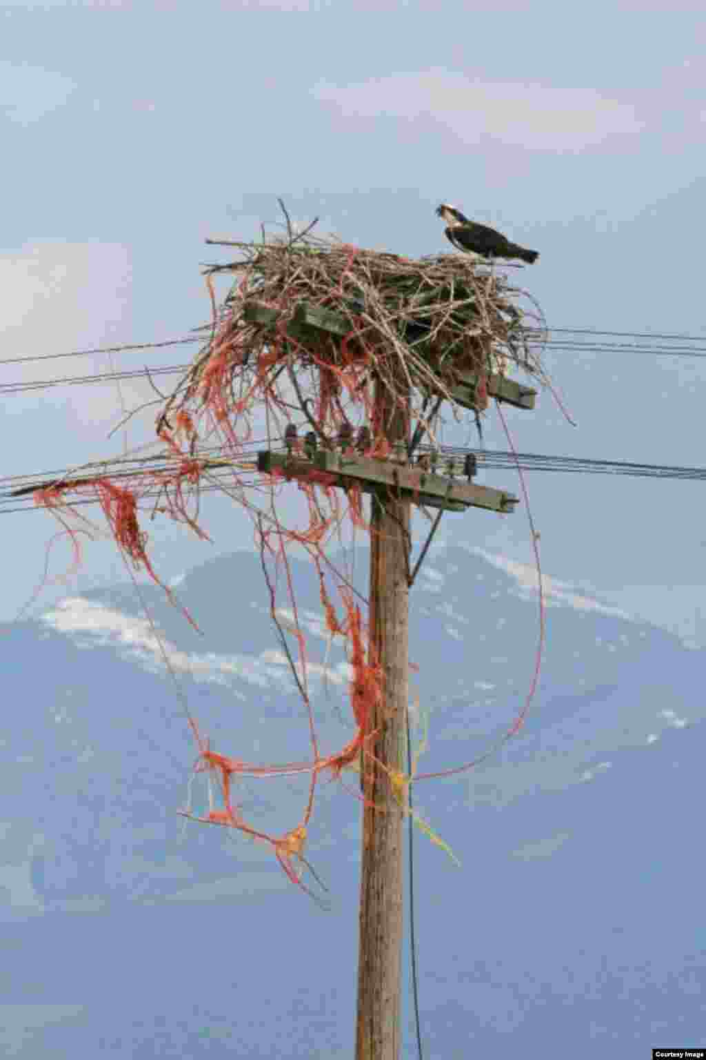 Another osprey nest awaiting cleanup in the Missoula area. (Courtesy of Erick Greene, Univ. of Montana)