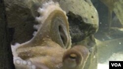 Paul "the Psychic Octopus", di aquarium Oberhausen, Jerman.
