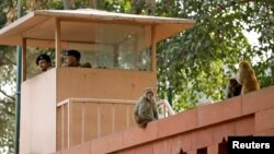 Monkeys sit atop a wall next to a security personnel keeping guard, at India's Parliament premises in New Delhi, India, November 15, 2018. Picture taken November 15, 2018. (REUTERS/Anushree Fadnavis)