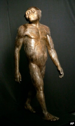 FILE - This Aug. 14, 2007, photo shows a three-dimensional model of the early human ancestor Australopithecus afarensis, known as Lucy, on display at the Houston Museum of Natural Science.