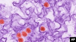 This 2016 digitally-colorized electron microscope image made available by the Centers for Disease Control and Prevention shows the Zika virus, in red, about 40 nanometers in diameter.