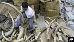 Penyelidikan National Geographic mengenai perdagangan gading Afrika secara gelap mendapati, gading banyak digunakan untuk membuat benda-benda keagamaan yang banyak ditemukan di Filipina (foto, 26/9/2012).