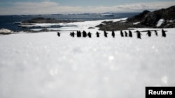 FILE - Adelie penguins walk along ice at Cape Denison, Commonwealth Bay, East Antarctica, in this picture taken Dec. 31, 2009. 