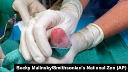 One of the giant panda cubs is examined by veterinarians after being born at Smithsonian's National Zoo in Washington, Aug. 22, 2015.