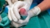 Smaller Newborn Panda Twin Dies at Washington's National Zoo