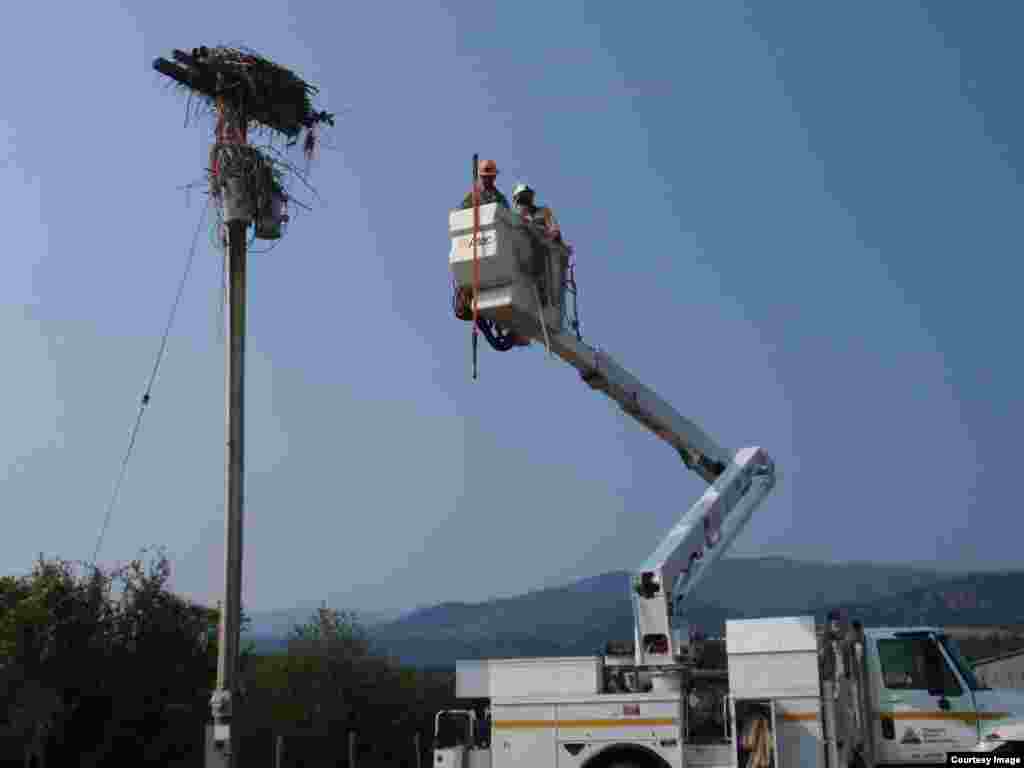 Linemen from Missoula Electric Cooperative prepare to clean the nest. (Tom Banse/VOA)